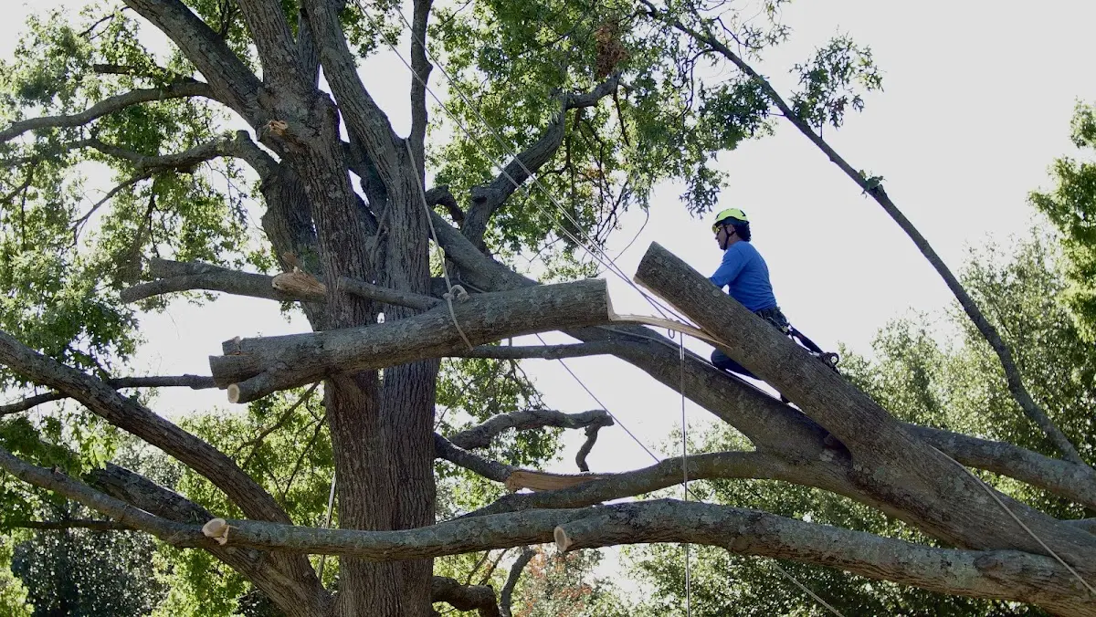 Professional Hazardous Tree Removal performed by certified arborists in Talisheek